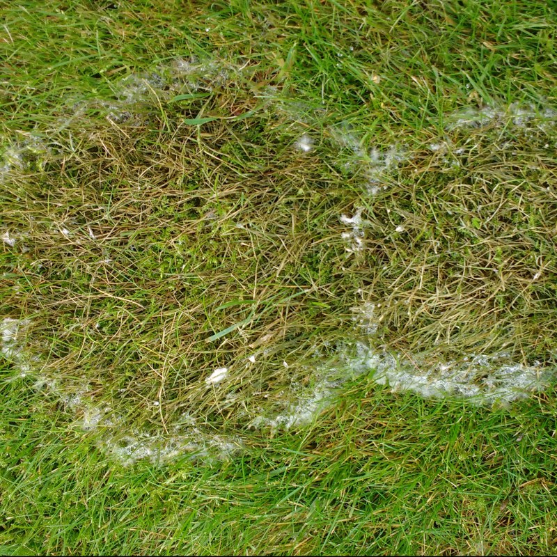 lawn disease treatments and control