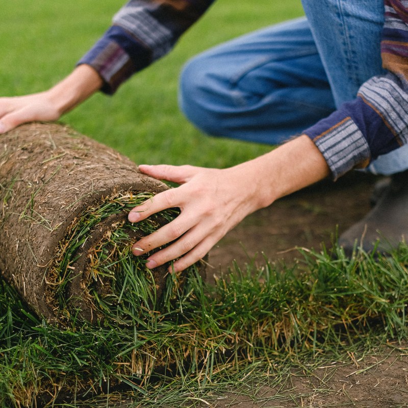 new sod for your lawn